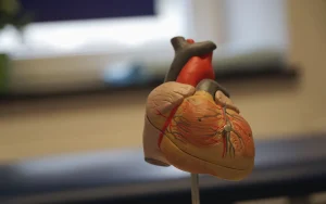 Anatomisches Herzmodell in der Praxis